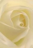 This luminous image transports you into the heart of a white rose, delicately opened by the expert hands of a Swiss Cottage florist. Ivory petals spiral gently towards the centre, each layer soft and nearly translucent, exuding an air of peace and understated grace. Subtle shadows play between the creamy folds, suggesting gentle movement and depth-a quiet drama set against the ambience of leafy Swiss Cottage mornings. The overall mood is one of serenity, perfectly capturing a moment of heartfelt reflection or a fresh gesture of admiration, ready to be sent to a friend in St John's Wood or to offer comfort in a Hampstead home. The rose's pristine form and tender curves make it an emblem of reverence and hope, while a faint, sweet fragrance lingers in memory-a comforting reminder of life's new chapters or tender farewells. In this close perspective, both the technical artistry of local florists and the emotional resonance of a thoughtfully chosen rose are beautifully intertwined, making Flower Delivery Swiss Cottage's arrangements a preferred choice for meaningful moments across the neighbourhood.